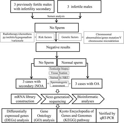 Altered mRNAs Profiles in the Testis of Patients With “Secondary Idiopathic Non-Obstructive Azoospermia”